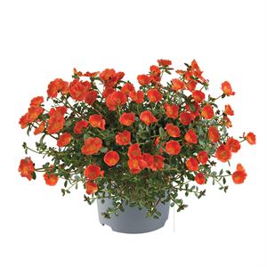 Bild von Ej Portulaca P19 Orange